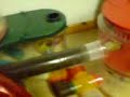 HAMMOND AND STIGS MEGA ROTASTAK CAGE