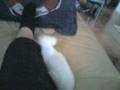 videos de Siamees Playing Kitty