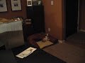 Italian Greyhound Charleigh Gets Cozy