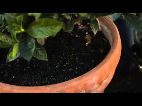 how to fertilize dwarf gardenias