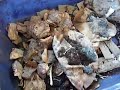 Worm composting indoors Worm composting indoors