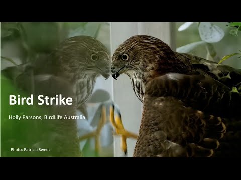 <p>Bird Friendly Building Design in Australia</p>
 video thumbnail