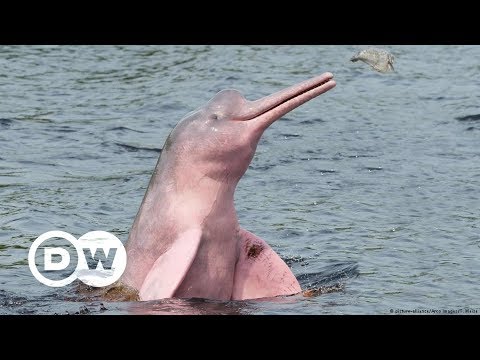 Rosa Flussdelfine im Amazonas in Gefahr | DW Deutsch