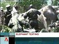Kenya #01 - News : elephants send text messages - 13.10.2008 Kenya #01 - News : elephants send text messages - 13.10.2008