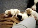Springer Pups ~ Sept 2008 litter ~ Part 4