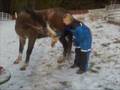 videos de horse tricks with Piruett and Monica