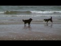 Walneydog Playing