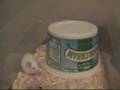 Mouse Update