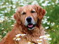 Top 10 Smartest Dog Breeds