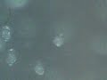Elysia diomedia Lettuce Nudibranch Sea Slug Eggs Hatching Elysia diomedia Lettuce Nudibranch Sea Slug Eggs Hatching