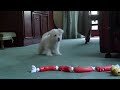 Daisy dog bouncing back