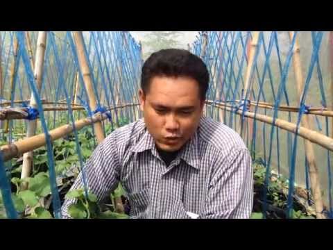การปลูกเมล่อน - ถ่านชีวภาพ #Biochar กับการปลูกเมล่อนญี่ปุ่น ประสบการณ์ ปฏิบัติ เปลี่ยนแปลงชุมชนได้...