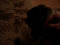 videos de Another boring Thumper video for Brandy
