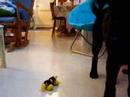Guizmo s'amuse comme un fou