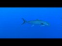 Mediterranean Amberjack (Seriola dumerili)
