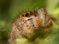 Macro Video of a Phidippus princeps Jumping Spider Macro Video of a Phidippus princeps Jumping Spider