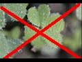Wise Guys- Dumm gelaufen Wise Guys- Dumm gelaufen