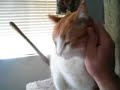 My Cat Ginger