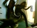 videos de trippy stuff