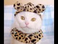 1001 farkl kedi wwwceceydenizbiz wwwyinedeforumcom.html