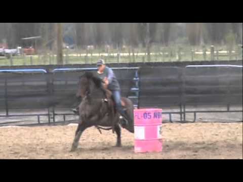 horses grand national horses grand national