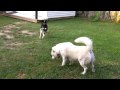 Fighting over squeaky toys. The idyllic life of dogs, eh? Oh, and wait for the prance. XD