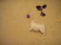 videos de Athena playing in the living room #9