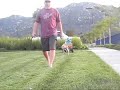 Torque, Blue Nose Fawn -Weight Pull Training