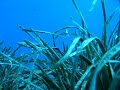 Baia delle sirene, saraghi all\