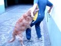 cão bebado 2/crazy dog 2 porno
