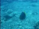 Wrasses on Dive at Koko Crater Wrasses on Dive at Koko Crater