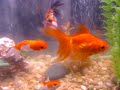 goldfish with swim bladder disease?  Bladder Diseases Bladder
