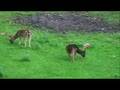 Fallow Deer Stag Hunt - Hunting Lodge Breitenthal
