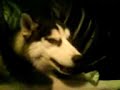Demon, the husky that talk