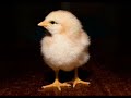 Funny and enterntaining azeri chicken song in four languages (azeri, russian, gorsky and english). 