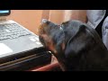 Yago solo canta con esa bachata,(creo...