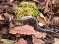 Attention, un serpent! Attention, un serpent!