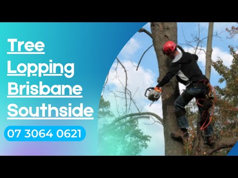 Why It’s Best to Hire a Brisbane Southside Tree Service – Chips Tree ...