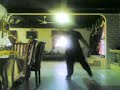Cheetah sisters (dancing) Cheetah sisters (dancing)