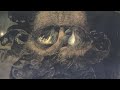 Stenchman - Salirophilia [3 of 6]