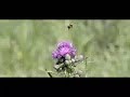 Bee en fly Bee en fly