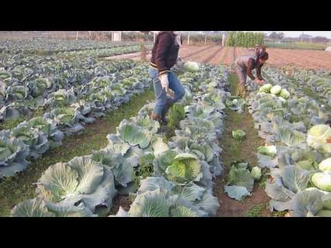 how to harvest cabbage