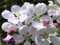 Fleurs et fruits de mon jardin à la fin de l'été.