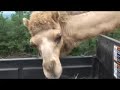 akbar the camel the real life mascot of rockin camel music.

and bonnie bramlett singing from her new cd beautiful

available at www.rockincamel.com