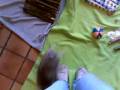 videos de Fonzy le lapin qui danse un Tamouré tahitien !!!!!