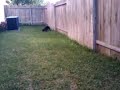 Finn playing fetch