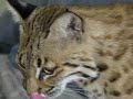 Ginger the bobcat loves and plays with Bindi