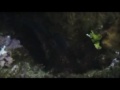 Buceo Islas Columbretes Buceo Islas Columbretes