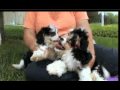 Cavachon