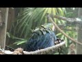 Parrots dancing in the water at Sarasota Jungle Gardens